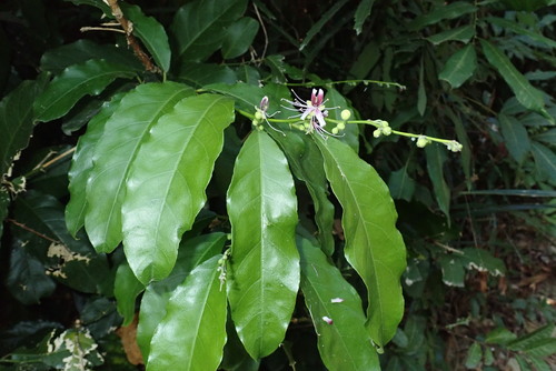 Capparis micracantha