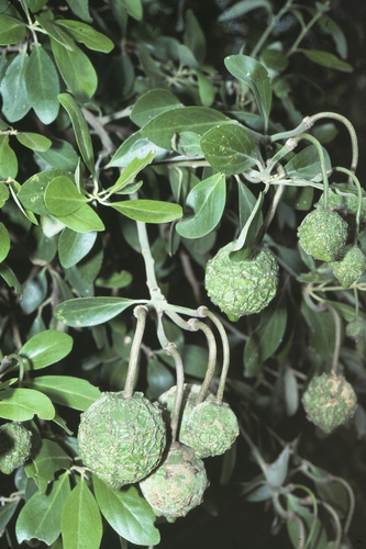 Capparis mitchellii (Wild desert orange) — photo