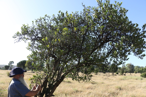 Capparis mitchellii (Wild desert orange) — photo