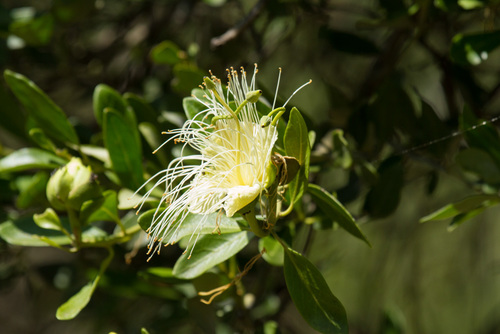 Capparis mitchellii