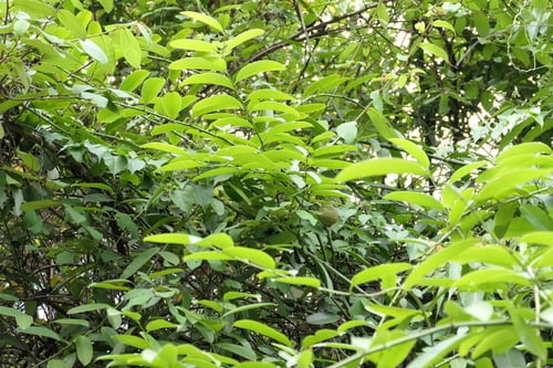 Capparis moonii (Large caper) — photo