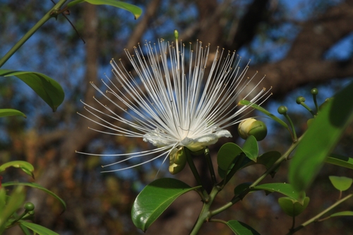 Capparis moonii