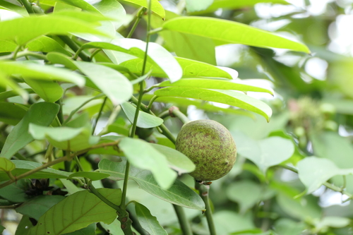Capparis moonii (Large caper) — photo