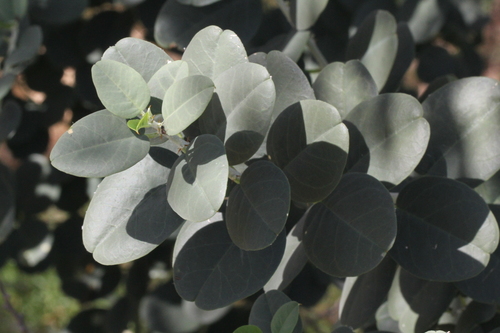 Capparis nummularia (Caper bush) — photo