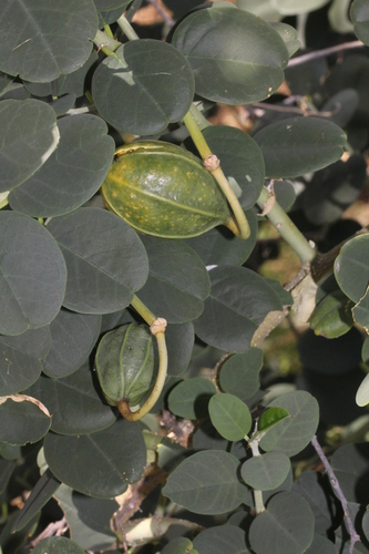 Capparis nummularia (Caper bush) — photo