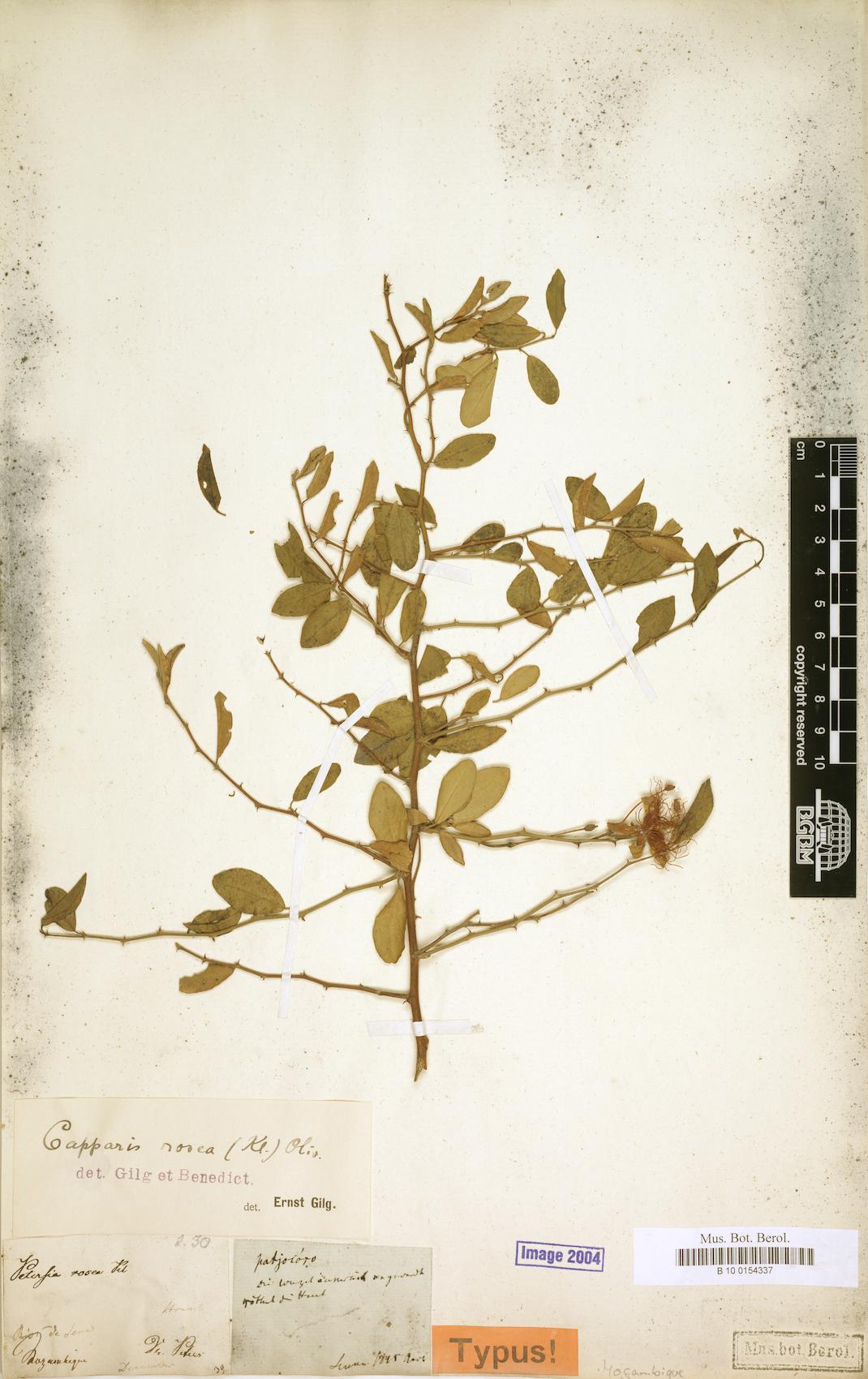 Capparis rosea