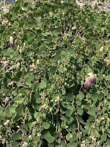 Capparis roxburghii — photo