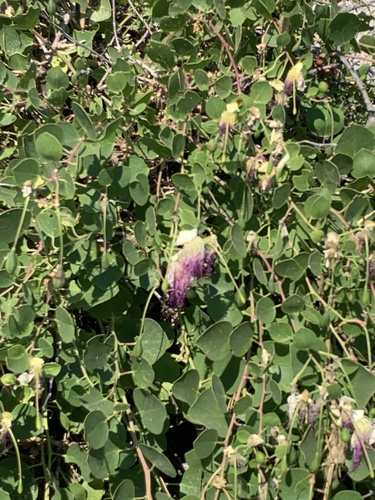 Capparis roxburghii — photo