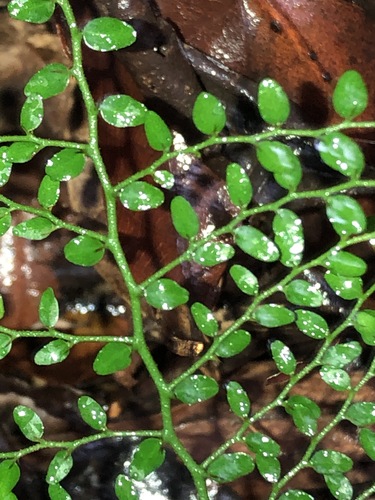 Capparis sarmentosa (Scrambling caper) — photo