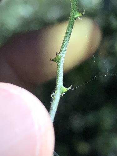 Capparis sarmentosa (Scrambling caper) — photo