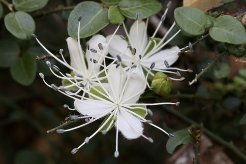 Capparis sarmentosa