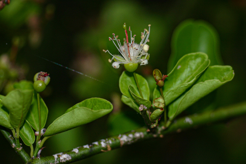 Capparis sepiaria var. subglabra (Caper tree) — photo