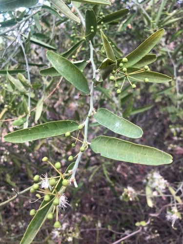 Capparis sepiaria var. subglabra
