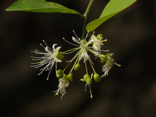 Capparis sepiaria