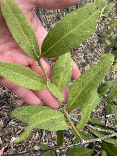 Capparis shanesiana — photo