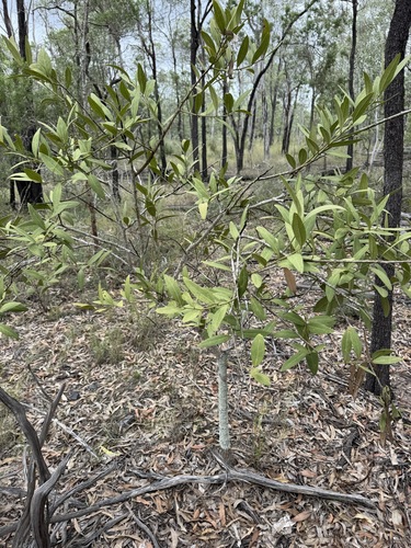 Capparis shanesiana