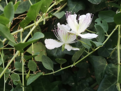 Capparis sicula (Sicili caper) — photo