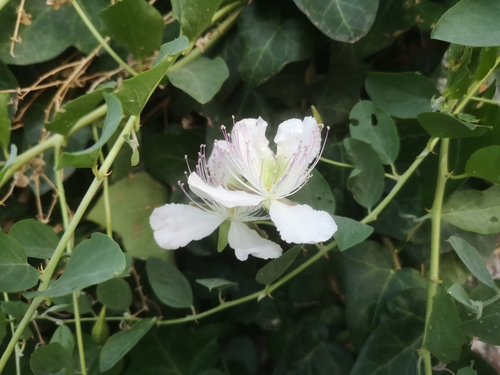 Capparis sicula (Sicili caper) — photo
