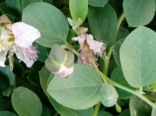 Capparis sicula subsp. herbacea — photo