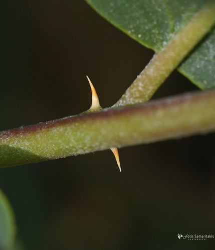 Capparis sicula subsp. herbacea — photo