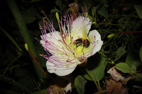 Capparis sicula subsp. herbacea