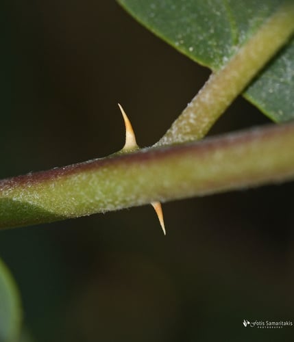 Capparis sicula subsp. sindiana (Kabar) — photo