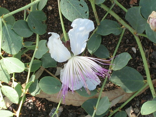Capparis sicula