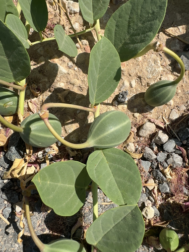 Capparis spinosa (Coastal caper) — photo