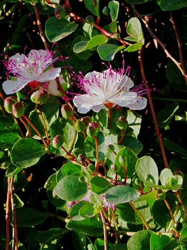 Capparis spinosa (Coastal caper) — photo