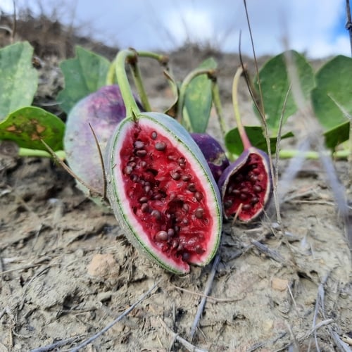 Capparis spinosa