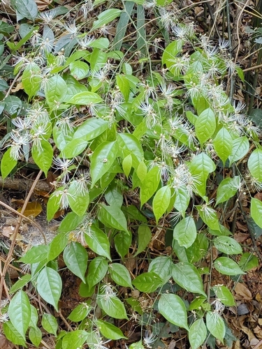 Capparis tenera — photo