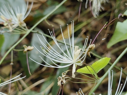 Capparis tenera — photo