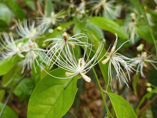 Capparis tenera