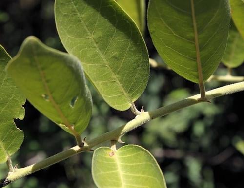 Capparis tomentosa (Woolly caper-bush) — photo
