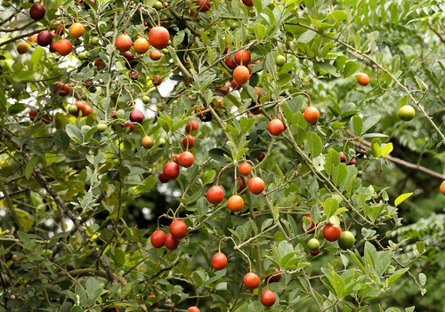 Capparis tomentosa (Woolly caper-bush) — photo