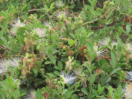 Capparis tomentosa