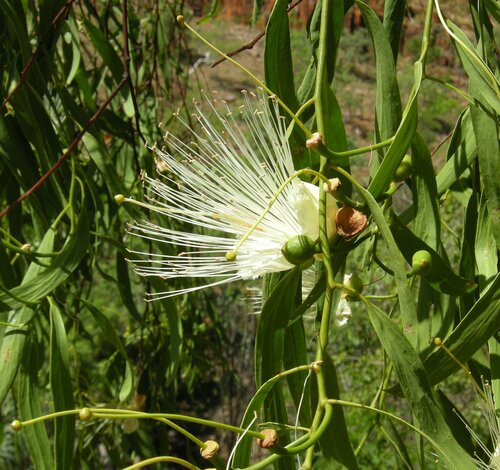 Capparis umbonata