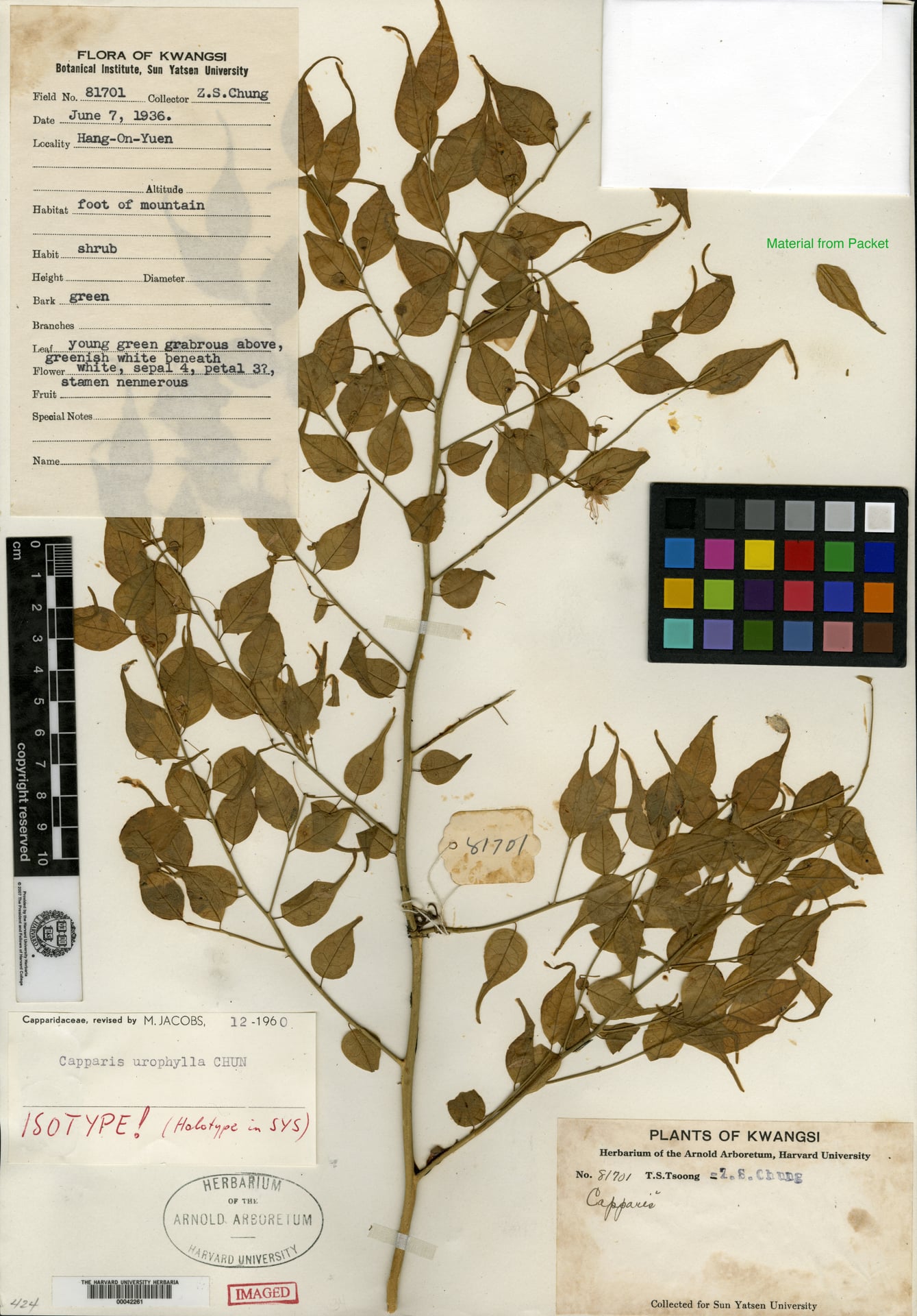 Capparis urophylla — photo