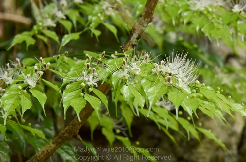 Capparis urophylla