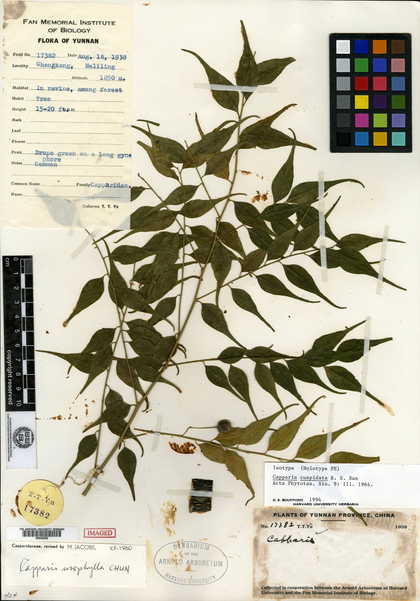 Capparis urophylla — photo