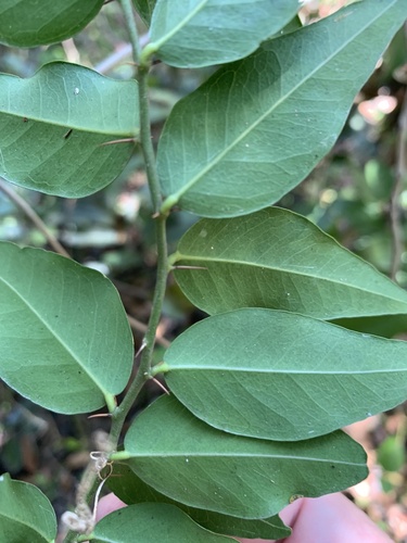 Capparis velutina — photo