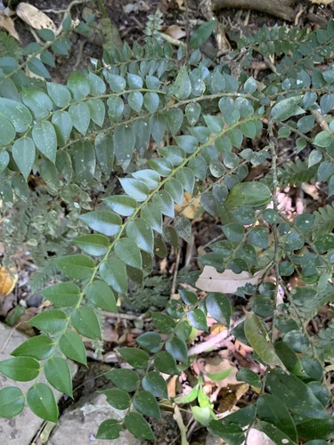Capparis velutina