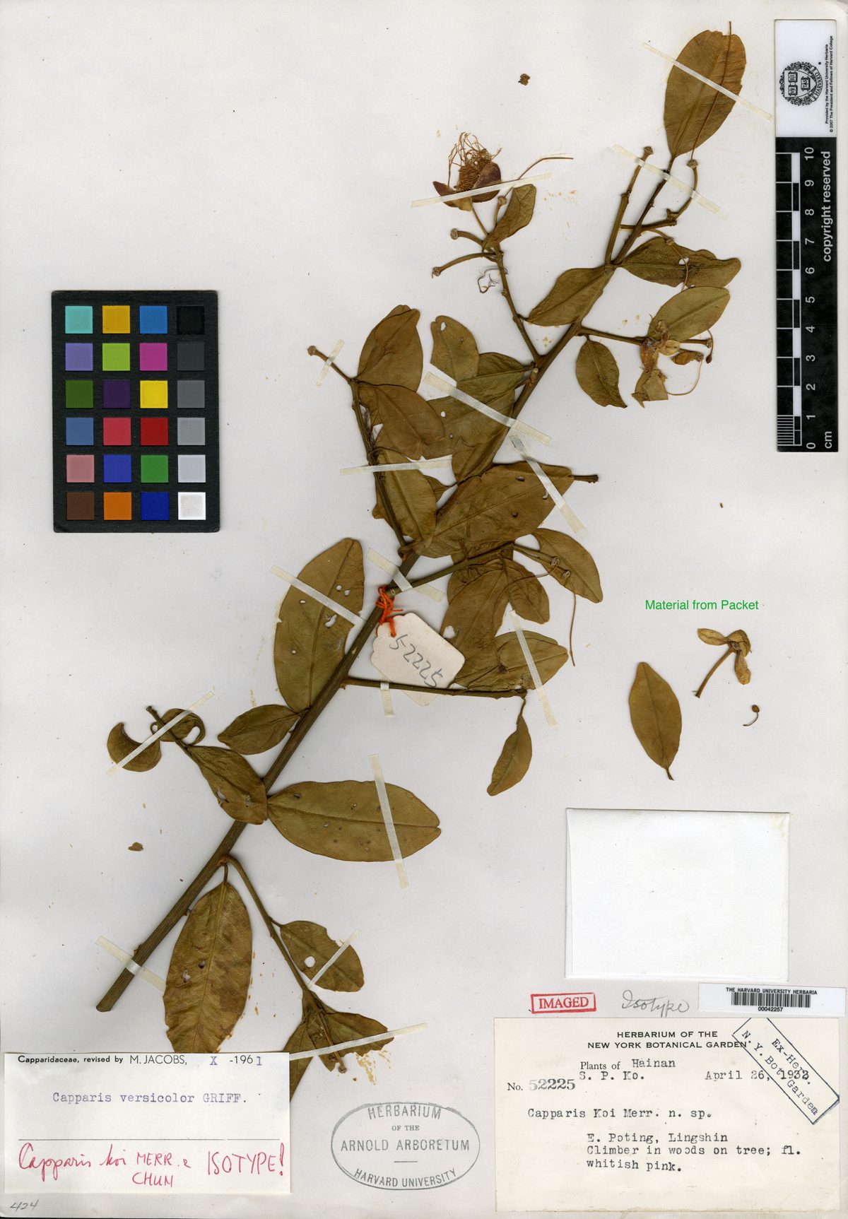 Capparis versicolor