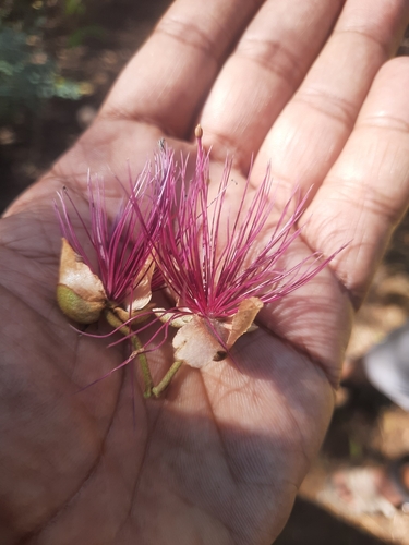 Capparis zeylanica (Ceylon caper) — photo
