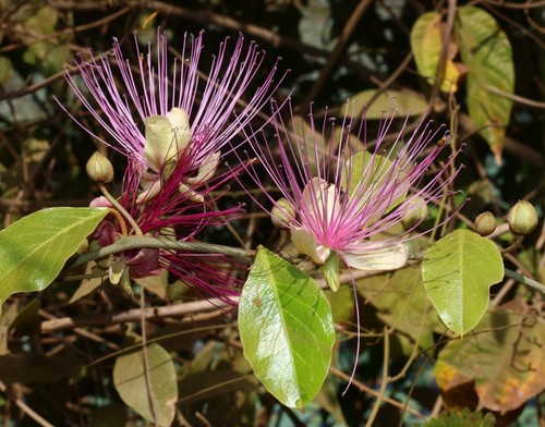 Capparis zeylanica