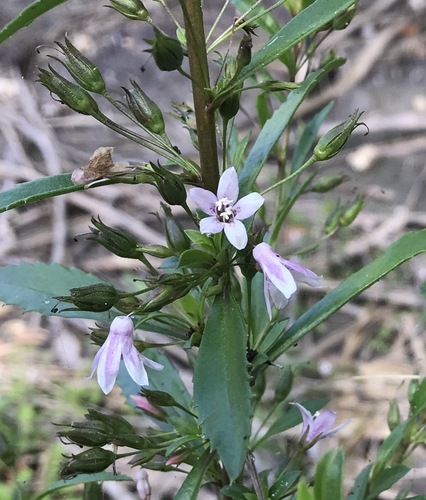 Capraria biflora (Jamaica tea) — photo
