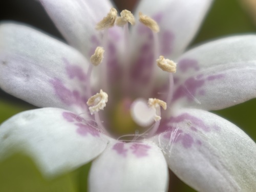 Capraria biflora (Jamaica tea) — photo
