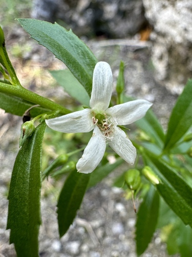 Capraria biflora