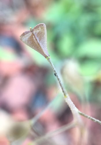 Capsella bursa-pastoris (Shepherd’s purse) — photo