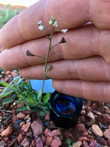 Capsella bursa-pastoris (Shepherd’s purse) — photo